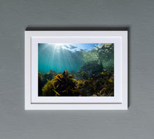 Load image into Gallery viewer, Fern Gully
