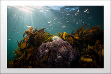Load image into Gallery viewer, Shelly&#39;s Pearl
