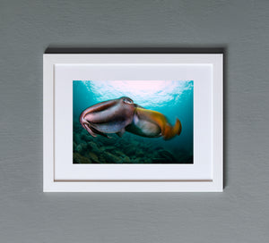Torpedo