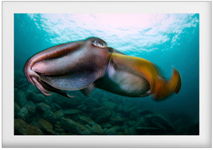 Torpedo