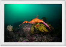 Load image into Gallery viewer, Dragon
